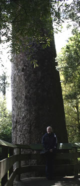 Kauri Tree, North Island, New Zealand