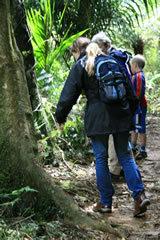 Kauri Tree, Kaimai, North Island, New Zealand