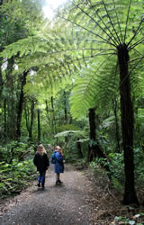Tree Fern, Maungatautari Mountain, New Zealand