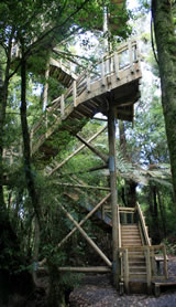 Viewing Tower, Maungatautari Mountain, New Zealand