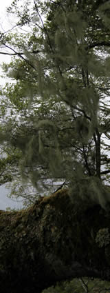 Old Man's Beard / Clematis vitalba, Fiordland National Park, South Island, New Zealand