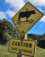 Caution Cows Crossing - Photographer: Roy Sinclair