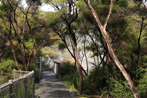 The Hot Springs Bush Walk