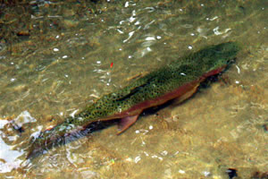 Giant Rainbow Trout in Buried Village Stream