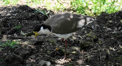 Otorohanga Native Bird Park, North Island, New Zealand Native Birds