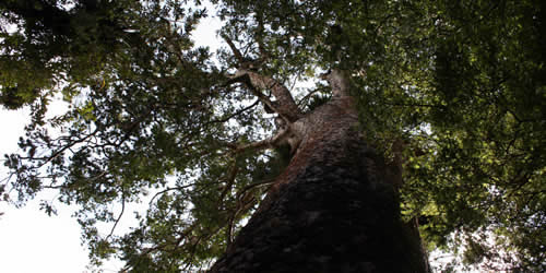 Kauri Tree Canopy New Zealand