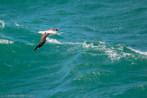Northern Royal Albatross Toroa, Diomedea sanfordi, Flying over the Ocean, Dunedin, Otago Peninsula, South Island, New Zealand
