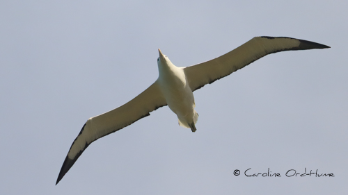 Northern Royal Albatross Diomedea sanfordi, South Island, New Zealand