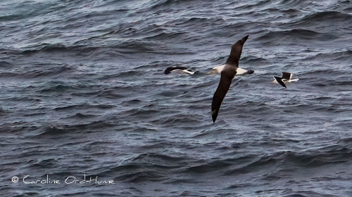 White-capped Mollymawk Albatross - Thalassarche cauta, Otago Peninsula, South Island, New Zealand