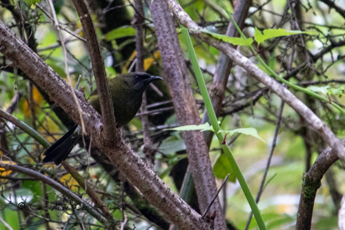 Korimako Bellbird in the bush, New Zealand forest