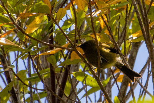 New Zealand Bellbird Korimako perched on a branch in the forest