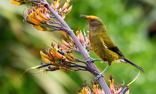 New Zealand Bellbird Korimako perched on a New Zealand Flax Plant