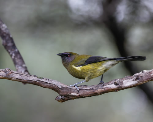 Bellbird Korimako perched on a branch in New Zealand