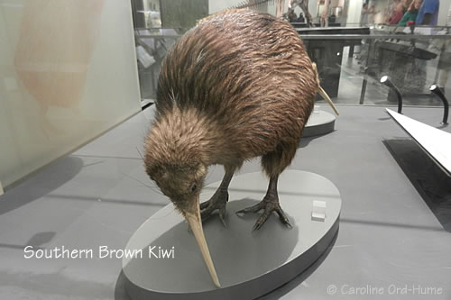 Southern Brown Kiwi / tokoeka. Apteryx australis. New Zealand Southern Brown Kiwi / tokoeka. Apteryx australis. New Zealand