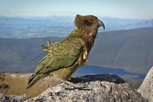 Kea Alpine Parrot of Fiordland (Nestor notabilis), Mountain Parrot, South Island, New Zealand Birds
