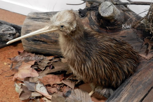 New Zealand Kiwi bird specimen at a Kiwi Sanctuary