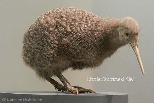 Little Spotted Kiwi / kiwi, pukupuku. Apteryx owenii. New Zealand Little Spotted Kiwi / kiwi, pukupuku. Apteryx owenii. New Zealand