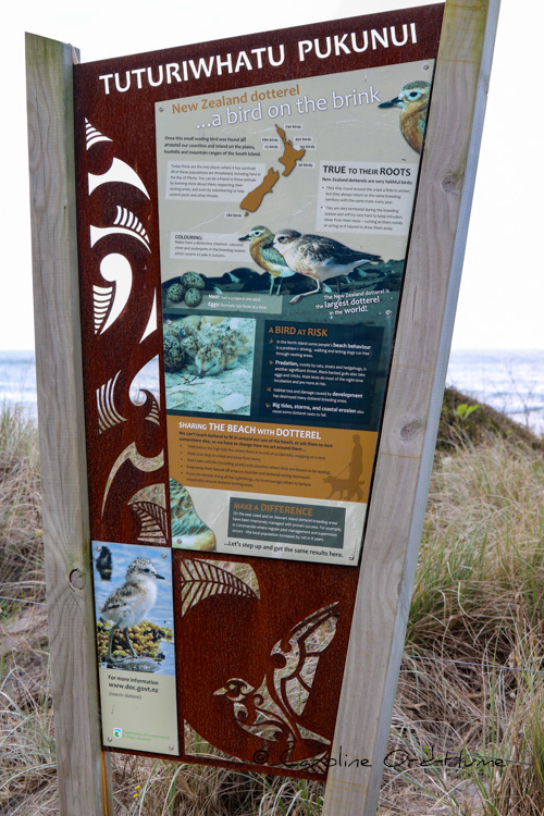 New Zealand Dotterel Tūturiwhatu Bird (Charadrius obscurus) Conservation Information Board and Sign, Coromandel Peninsula, North Island, New Zealand