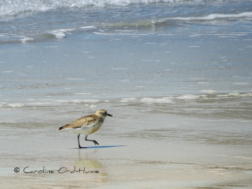 New Zealand Dotterel Tūturiwhatu-pukunui Bird (Charadrius obscurus) running across Cooks Beach, Coromandel Peninsula, North Island, New Zealand