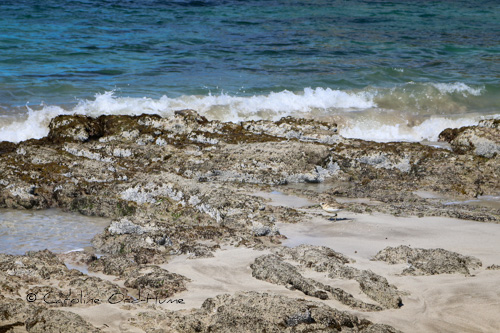 New Zealand Dotterel Tūturiwhatu-pukunui Bird (Charadrius obscurus) among rocks on Hahei Beach, Coromandel Peninsula, North Island, New Zealand