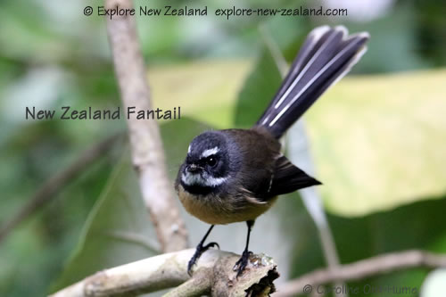 North Island fantail pied morph - New Zealand fantail on a branch North Island fantail pied morph - New Zealand fantail on a branch