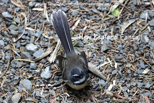 New Zealand Fantail, North Island fantail pied morph looking for ground insects New Zealand Fantail, North Island fantail pied morph looking for ground insects