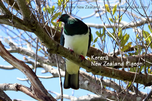 Kereru New Zealand Native Pigeon on Motuara Island Bird Sanctuary Reserve. kūkū, kūkupa