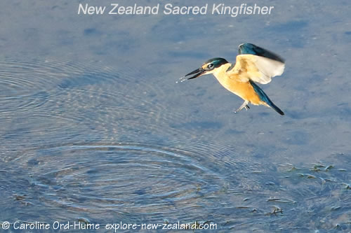 New Zealand Sacred Kingfisher That Just Dropped its Crab