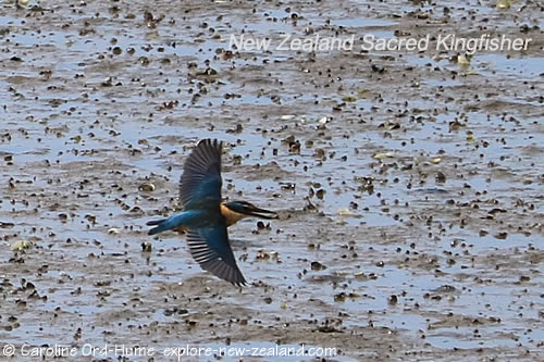 New Zealand Sacred Kingfisher in Flight, Hunting for Crabs in Mud