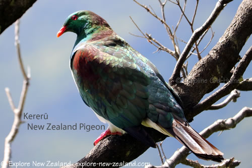 Kereru, kūkū or kūkupa, New Zealand Native Pigeon on Motuara Island Bird Sanctuary Reserve