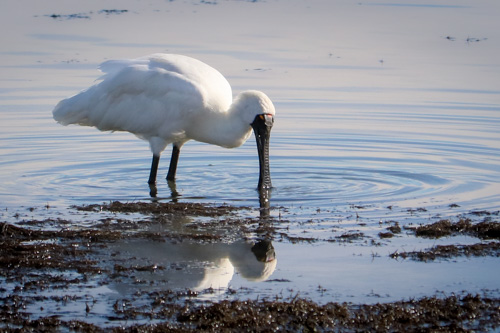 New Zealand Royal Spoonbill Feeding - Kōtuku ngutupapa, Moutere Inlet, Tasman Bay, Motueka, Abel Tasman Birds