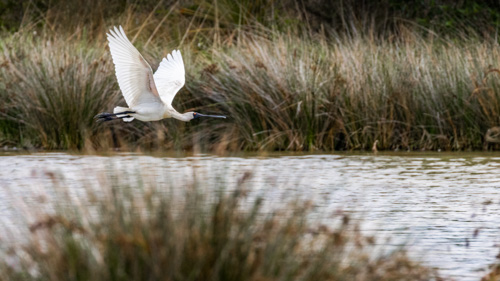 Royal Spoonbill Flying Through Wetlands, Kōtuku ngutupapa, Watchman Road Reserve, Napier Birds