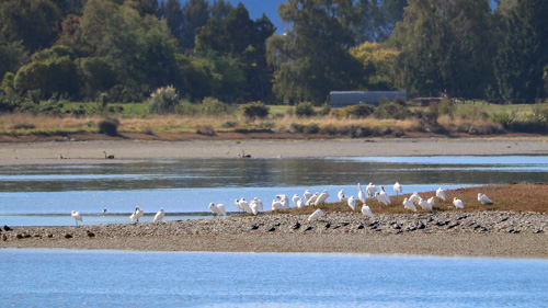 Royal Spoonbill Colony Resting, Kotuku ngutupapa, Christchurch, South Island Birds, New Zealand