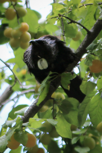 Tui feeding on a plum tree in Arrowtown, New Zealand