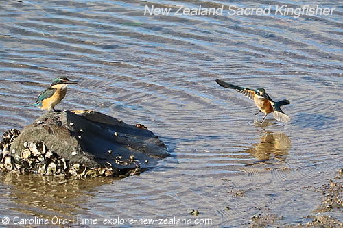 Two New Zealand Sacred Kingfisher Fishing in Saltwater
