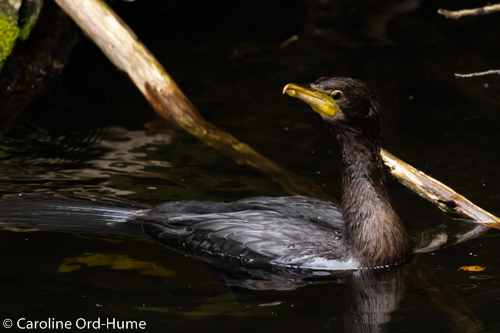 Black Shag fishing Zealandia New Zealand species identification, Kawau,(Phalacrocorax carbo), Black Cormorant swimming
