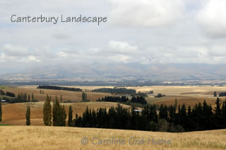 Canterbury Landscape View - Canterbury Plains Mountains