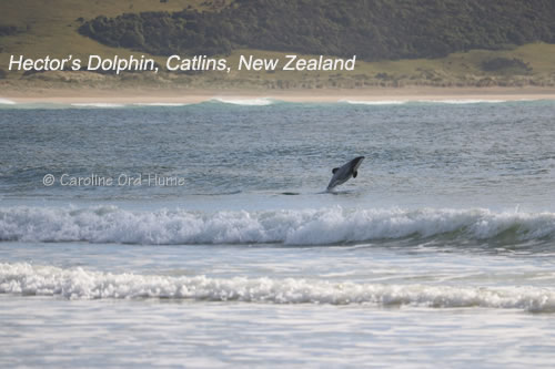 Hector's Dolphin Jumping out of the Water, Catlins, New Zealand Hector's Dolphin Jumping out of the Water, Catlins, New Zealand
