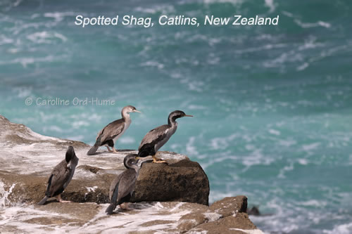 Four Spotted Shag on the Rocks at Porpoise Bay, Catlins, NZ