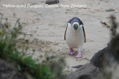 A Yellow-eyed Penguin Going to it's Burrow in the Afternoon, Catlins, New Zealand