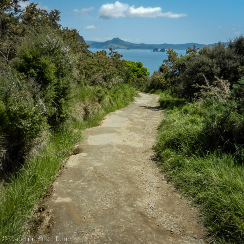 Coromandel Peninsula Walking Track and View, Bay of Plenty, New Zealand
