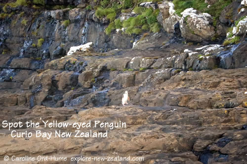 Yellow-eyed Penguin / hoiho Walking to it's Cliffside Nest in the Afternoon at Curio Bay, Catlins, NZ