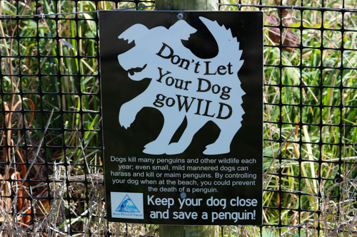Tuatara in the bush, North Island, New Zealand