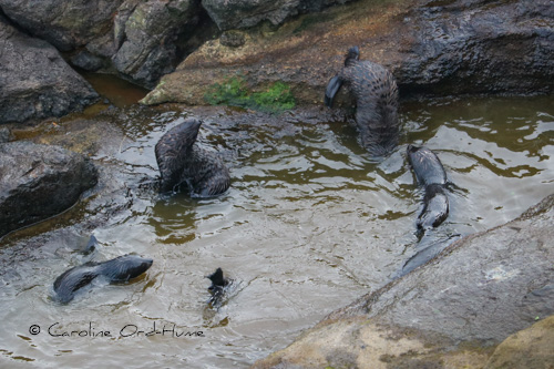 New Zealand Fur Seal Pups Playing in Rock Pools, Dunedin, Otago Peninsula, South Island, NZ