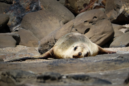 New Zealand Fur Seal Relaxing on the Rocks, South Island, NZ