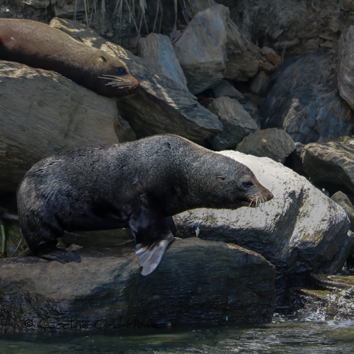 New Zealand Fur Seals Near Picton, Marlborough Sounds, South Island, NZ
