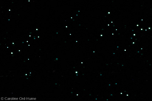 Glow worms glowing inside a cave in New Zealand