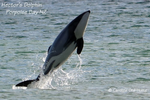 Hector's Dolphin Jumping out of the Water at Porpoise Bay New Zealand
