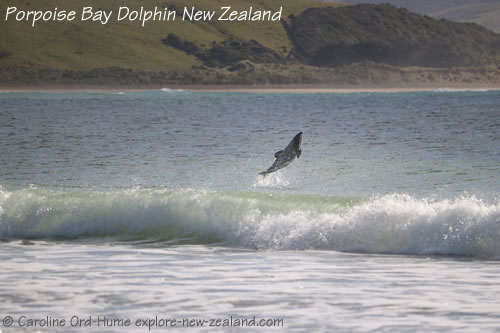 Porpoise Bay Habitat for Hector's Dolphins to Live and Breed on the Coast of the South Island New Zealand