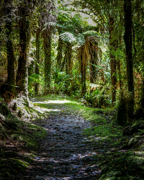 Goldsborough walking track, Goldsborough, Hokitika Walks, West Coast, New Zealand